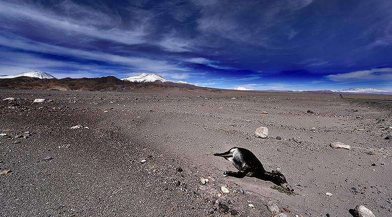 Dans le désert de l'Atacama