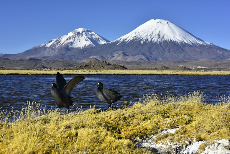 Sous les volcans Parinacota et Pomerape