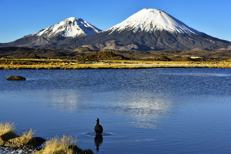Sous les volcans Parinacota et Pomerape