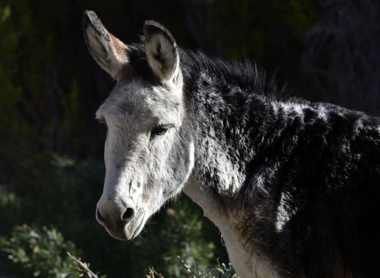 Equus asinus