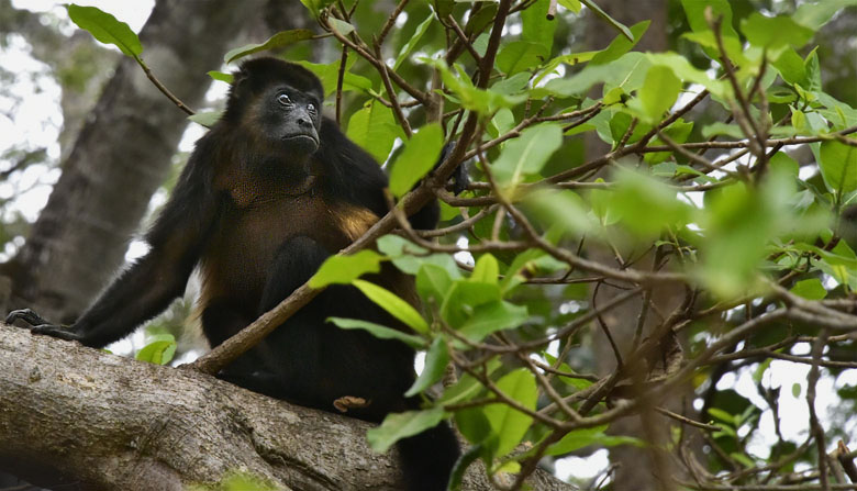 Primate de forêt primaire