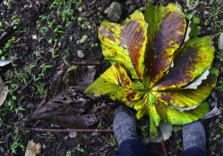Quelle taille, la feuille ?