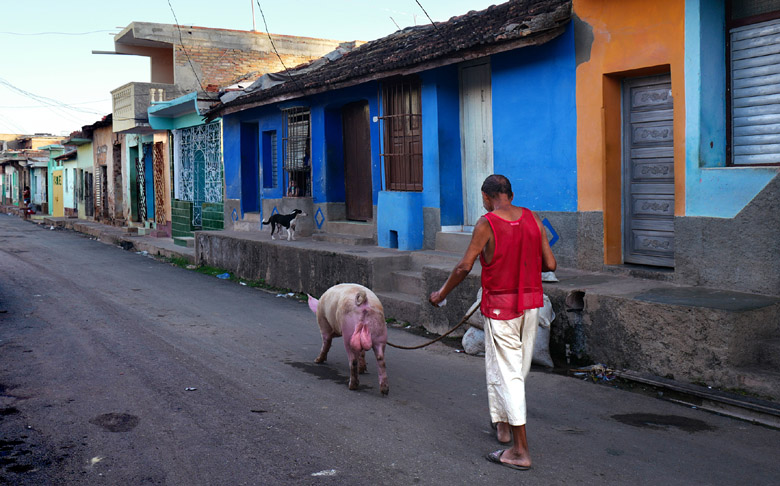 Cochon mâle