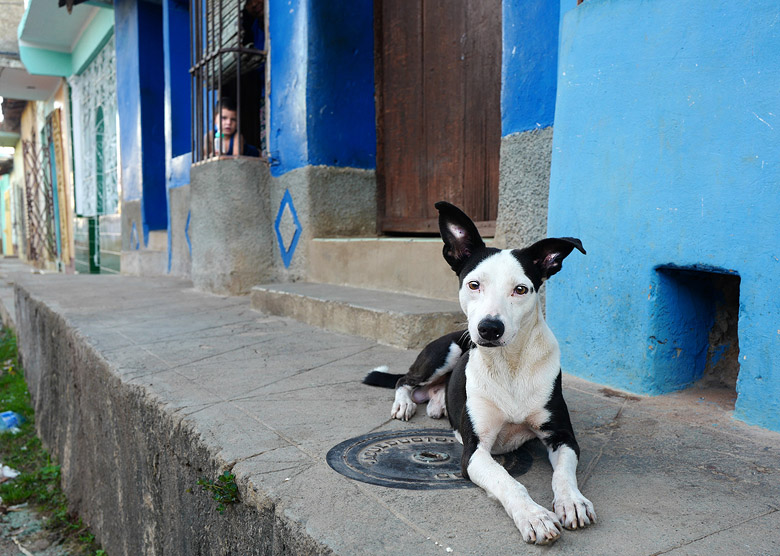 Chien de garde