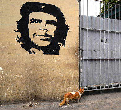 Le Che et le chat