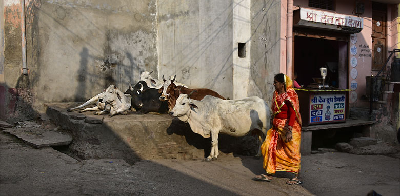 Troupeau de vaches au coin d'une rue de Bundi