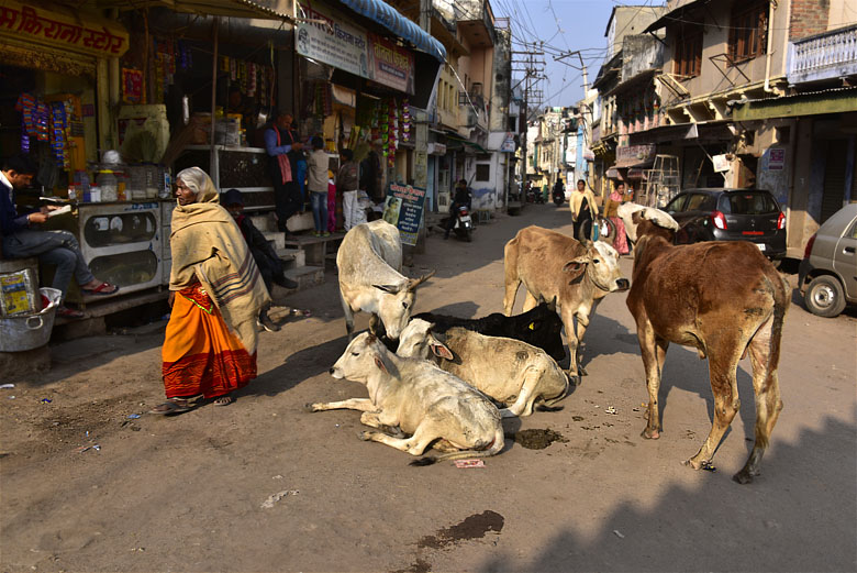 Troupeau de vaches à Bundi