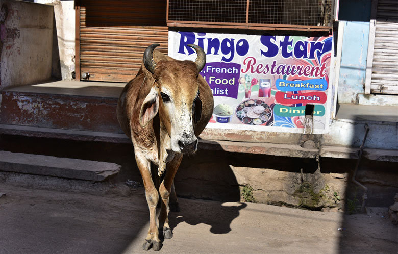 Le restau ''Ringo Star'', french food !