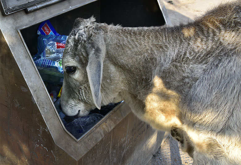 Qui a dit que la vache est herbivore ?