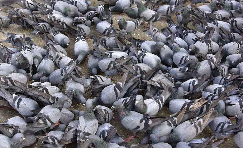 Foule sur Gangaur ghat !