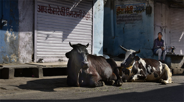 Dans une rue d'Udaipur