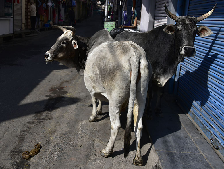 Centre-ville d'Udaipur