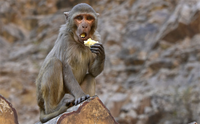 Galta Ji, ''Monkey temple''
