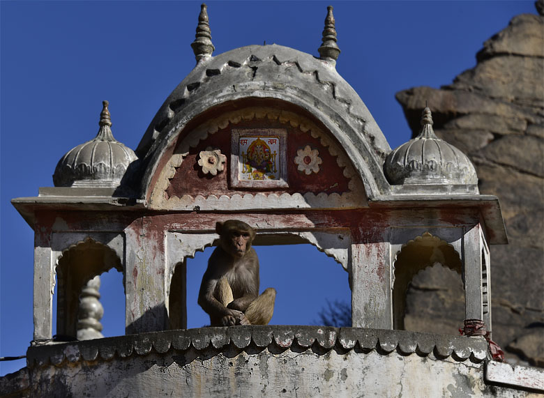 Galta Ji, ''Monkey temple''
