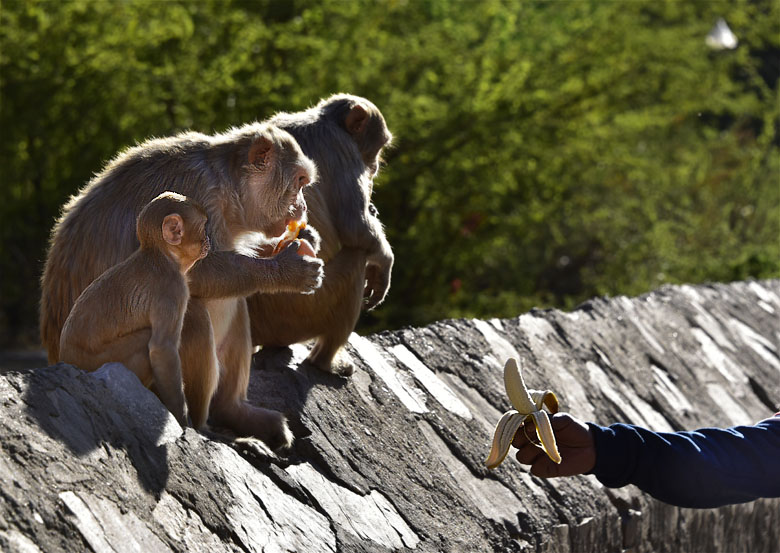 Galta Ji, ''Monkey temple''
