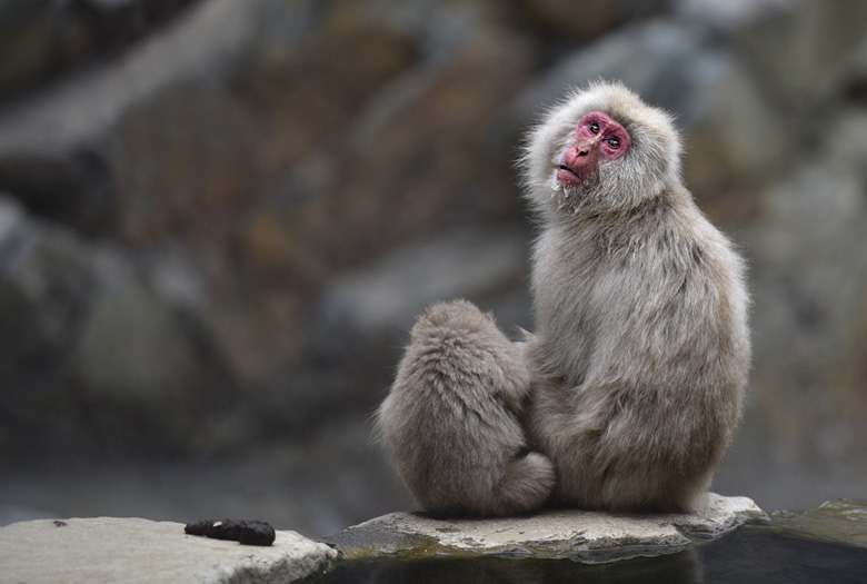 Singe macaque de Jigokudani