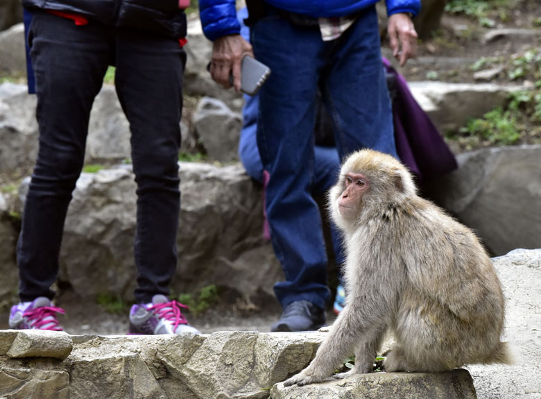 Singe macaque autour de sa piscine