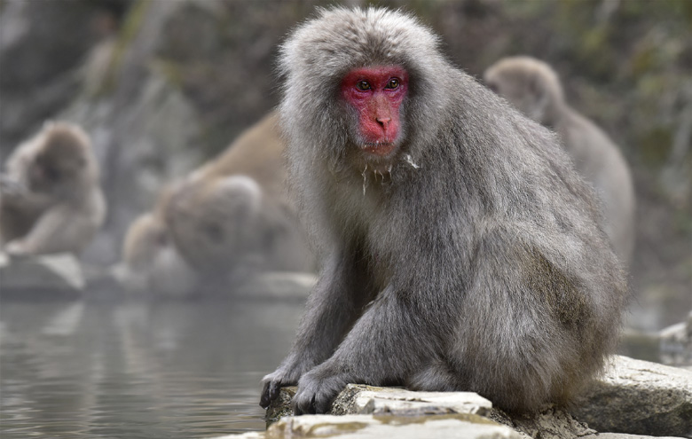 Singes macaques de Jigokudani
