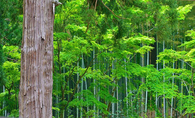 Forêt de bambous au Nord du Japon