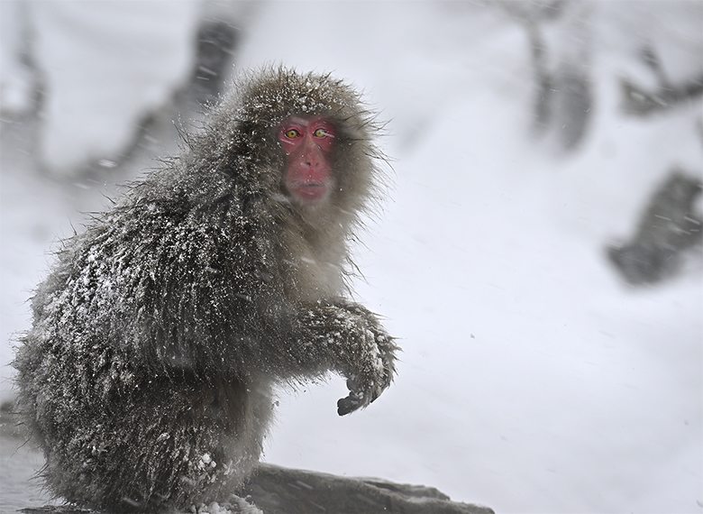 Singe macaque de Jigokudani