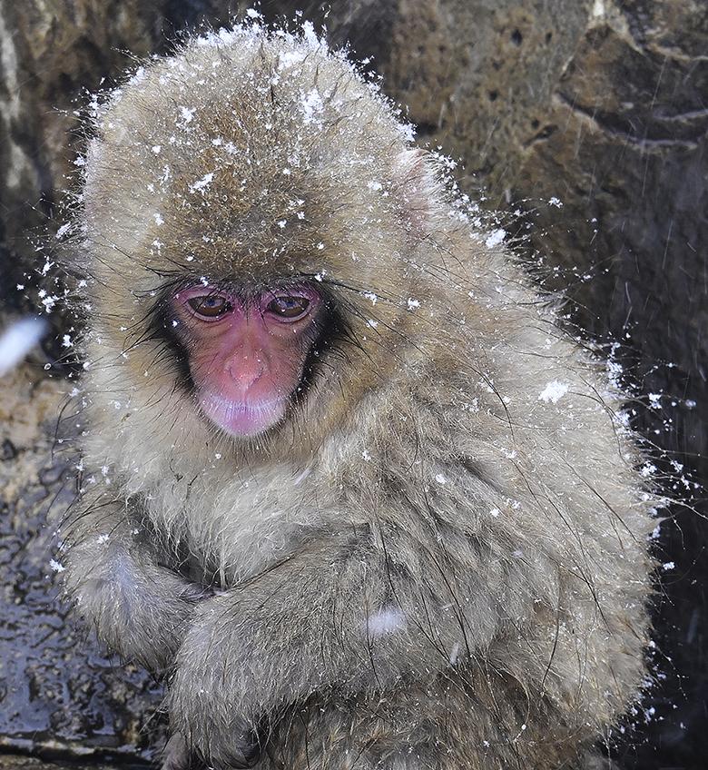 Jigokudan : un singe macaque à l'air énigmatique