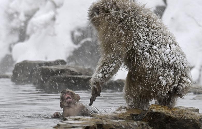 Singes macaques de Jigokudani