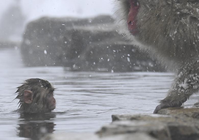 Singes macaques de Jigokudani