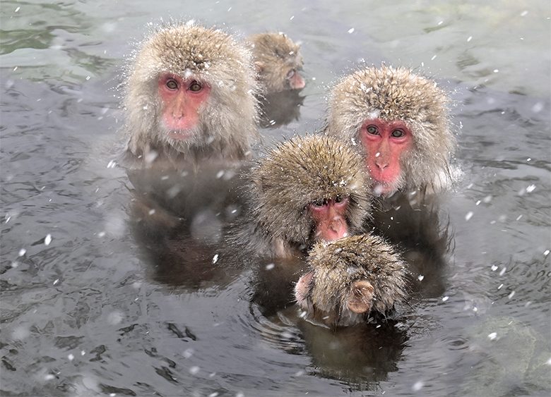 Singes macaques de Jigokudani