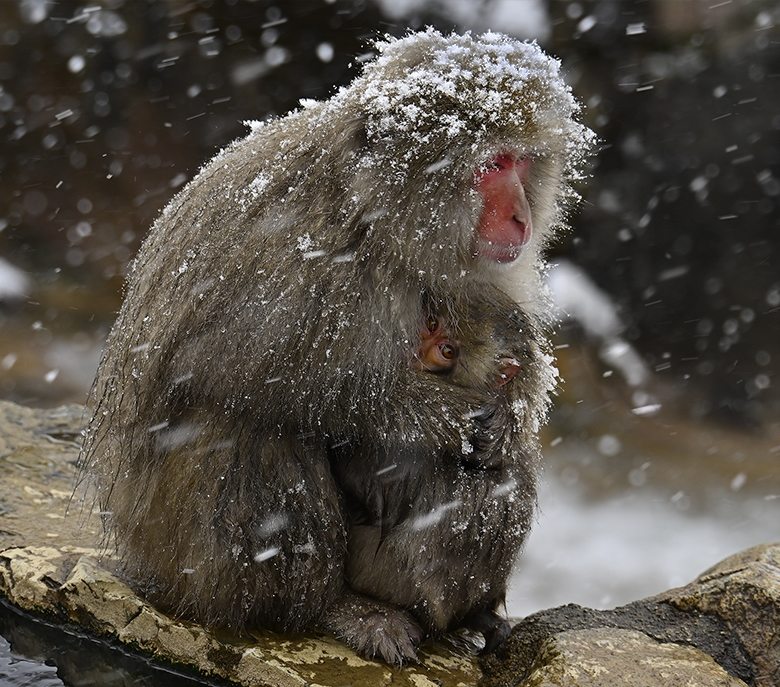 Maman macaque et son bébé sous la neige