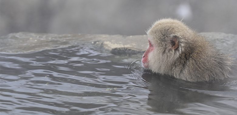 Singe macaque de Jigokudani dans la vapeur d'eau