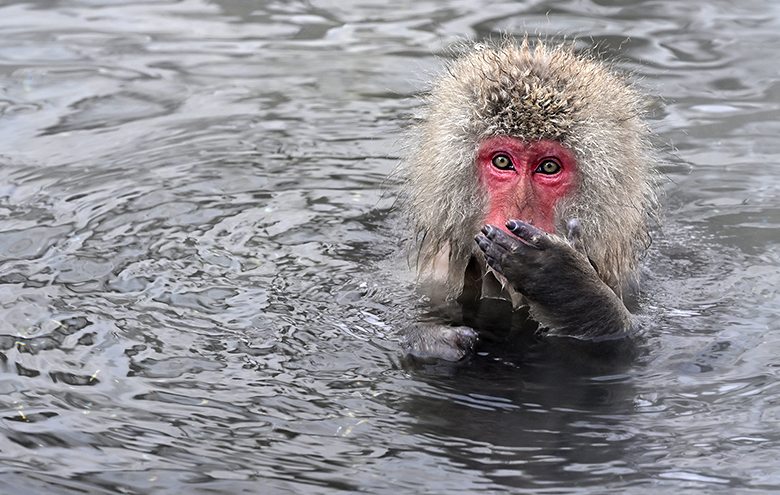 Singe macaque de Jigokudani