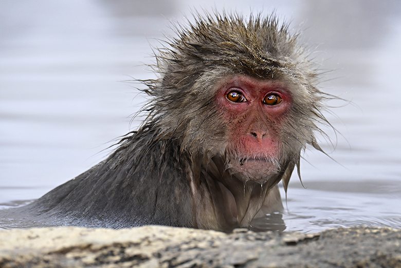 Singe macaque de Jigokudani