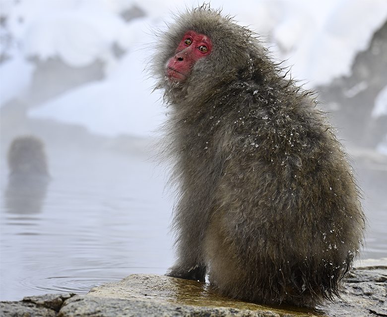 Singe macaque de Jigokudani