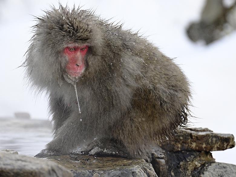 Singe macaque de Jigokudani