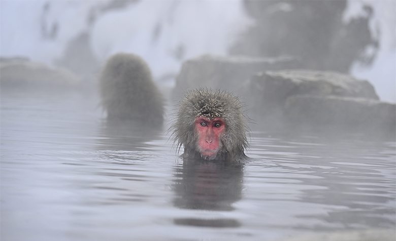 La piscine des singes macaques dans la vapeur d'eau