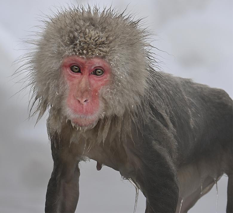 Singe macaque de Jigokudani sortant du bain