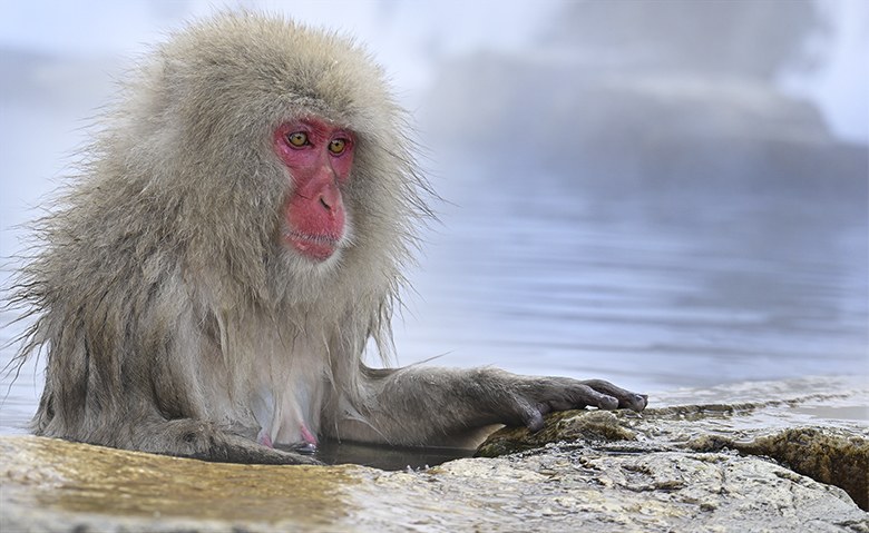 Singe macaque de Jigokudani