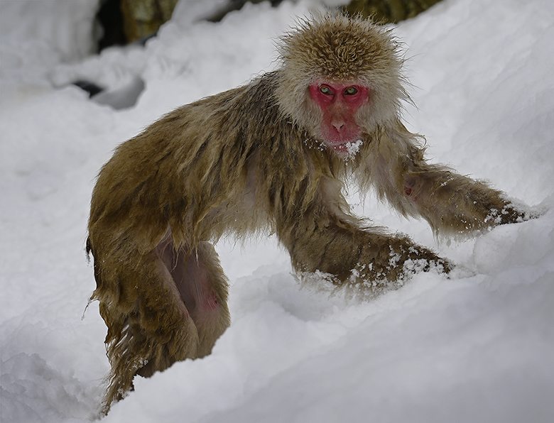 Un singe macaque japonais, pas un yéti !