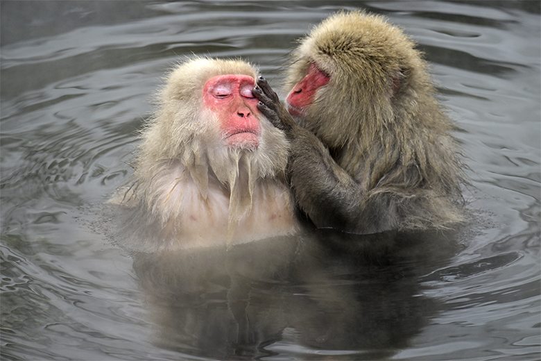 Singes macaques de Jigokudani : séance d'épouillage