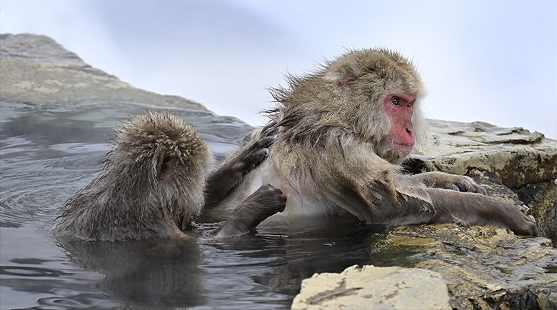 Singes macaques de Jigokudani : séance d'épouillage