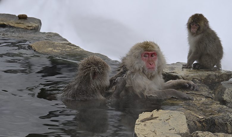 Singes macaques de Jigokudani