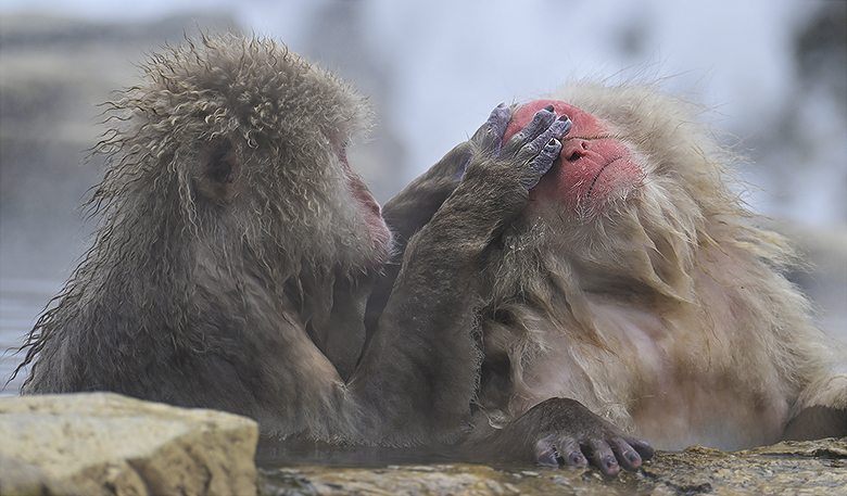 Singes macaques de Jigokudani : séance d'épouillage