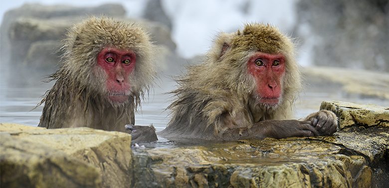 Singes macaques de Jigokudani