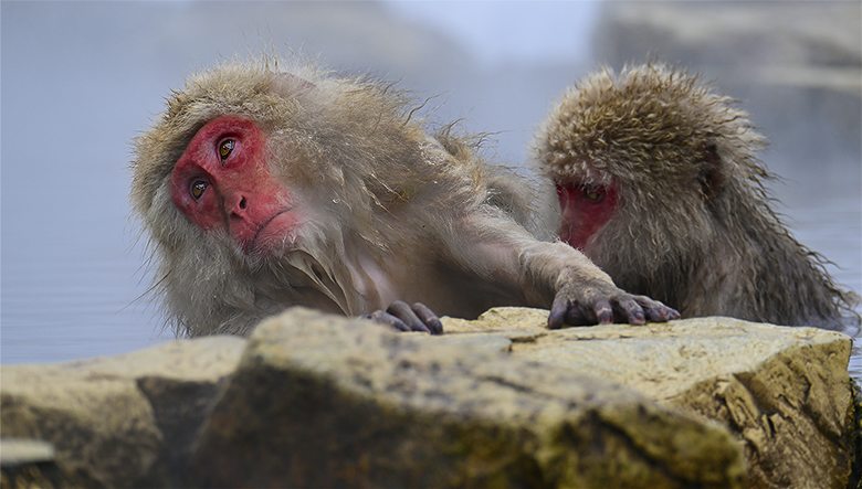 Singes macaques de Jigokudani : séance d'épouillage