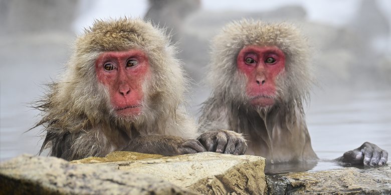 Singes macaques de Jigokudani
