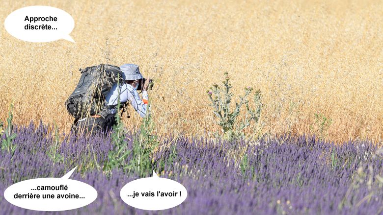 Photographe animalier à l'affut