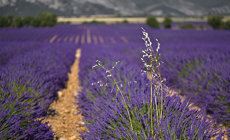 Graminés dans lavandes