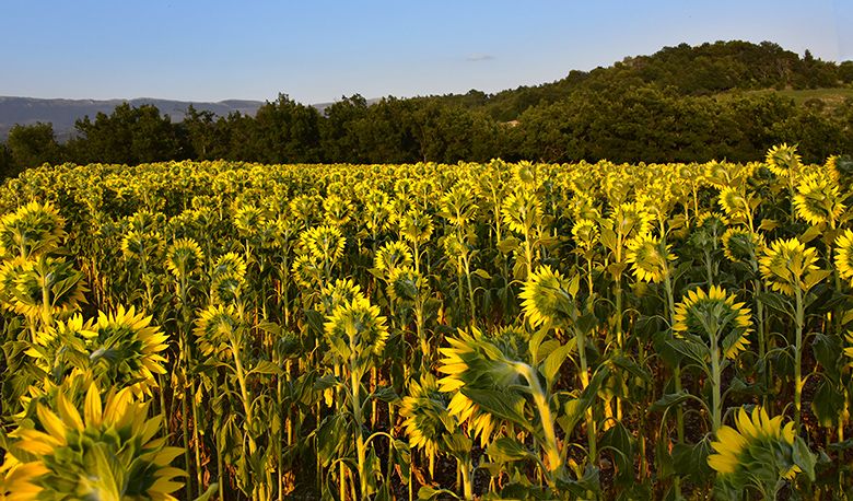 Tournesols