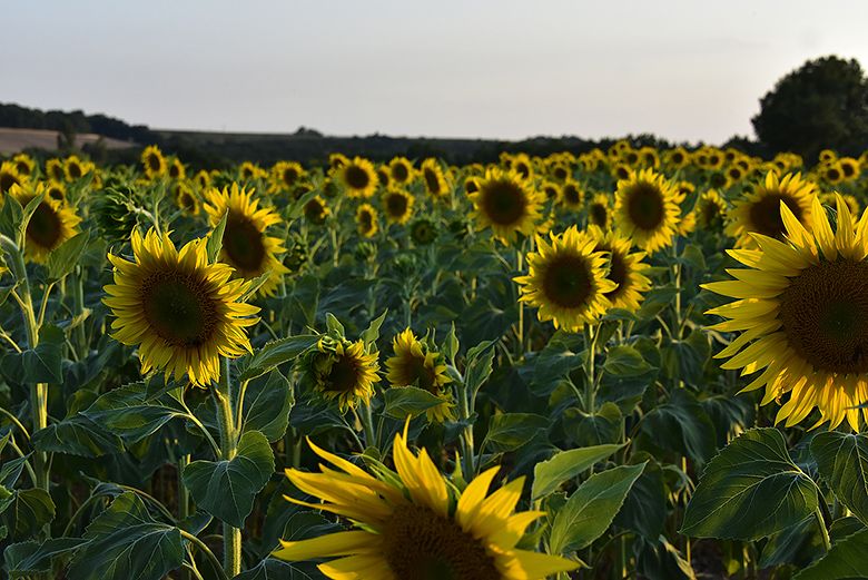Tournesols