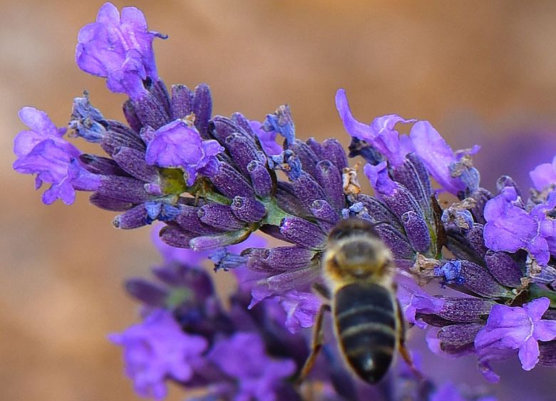 Abeille en approche
